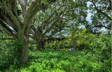 1,154-Acre Historical Estate in Orange Walk
